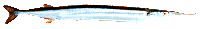 hornhecht.gif